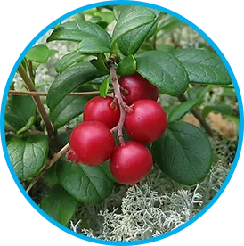 Arctic lingonberries used in the Venus Factor supplement