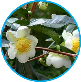 Camellia sinensis green tea leaves in the Venus Factor supplement