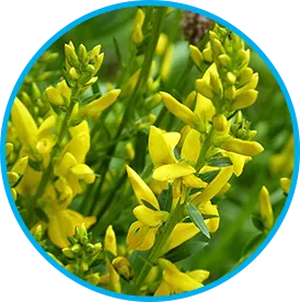 Genistein, a plant isoflavone in the Venus Factor formula